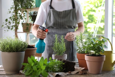 Photo of Woman spraying rosemary at table among other potted herbs, closeup