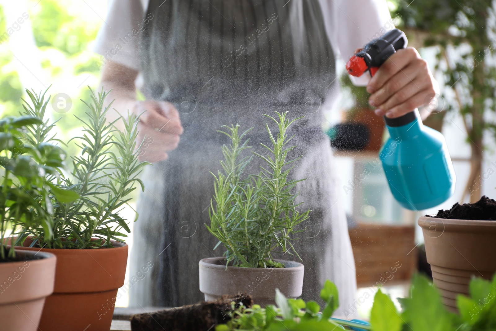 Photo of Woman spraying rosemary at table among other potted herbs, closeup