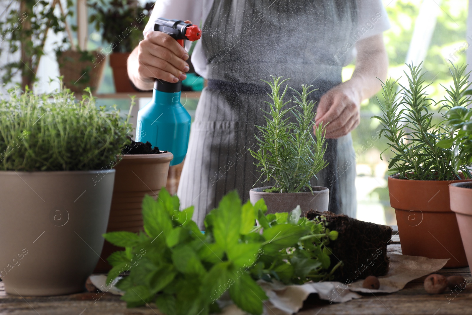 Photo of Woman spraying rosemary at table among other potted herbs, closeup