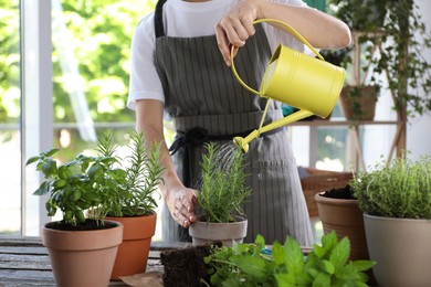 Photo of Woman watering rosemary at table among other potted herbs, closeup