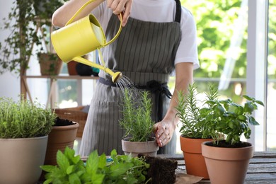 Photo of Woman watering rosemary at table among other potted herbs, closeup