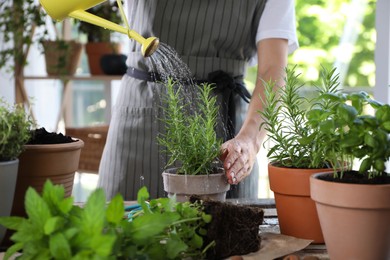 Photo of Woman watering rosemary at table among other potted herbs, closeup