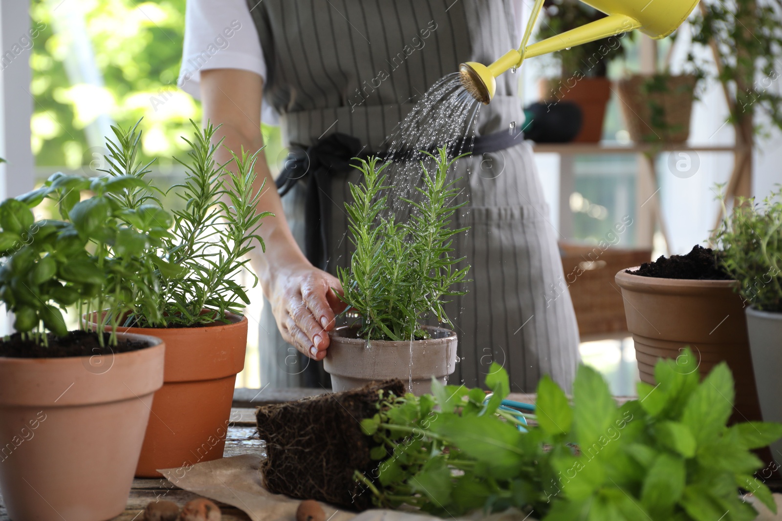 Photo of Woman watering rosemary at table among other potted herbs, closeup