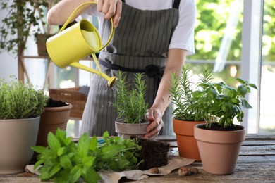 Photo of Woman watering rosemary at table among other potted herbs, closeup