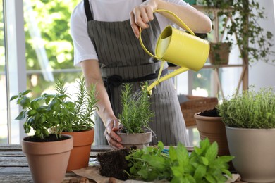 Photo of Woman watering rosemary at table among other potted herbs, closeup