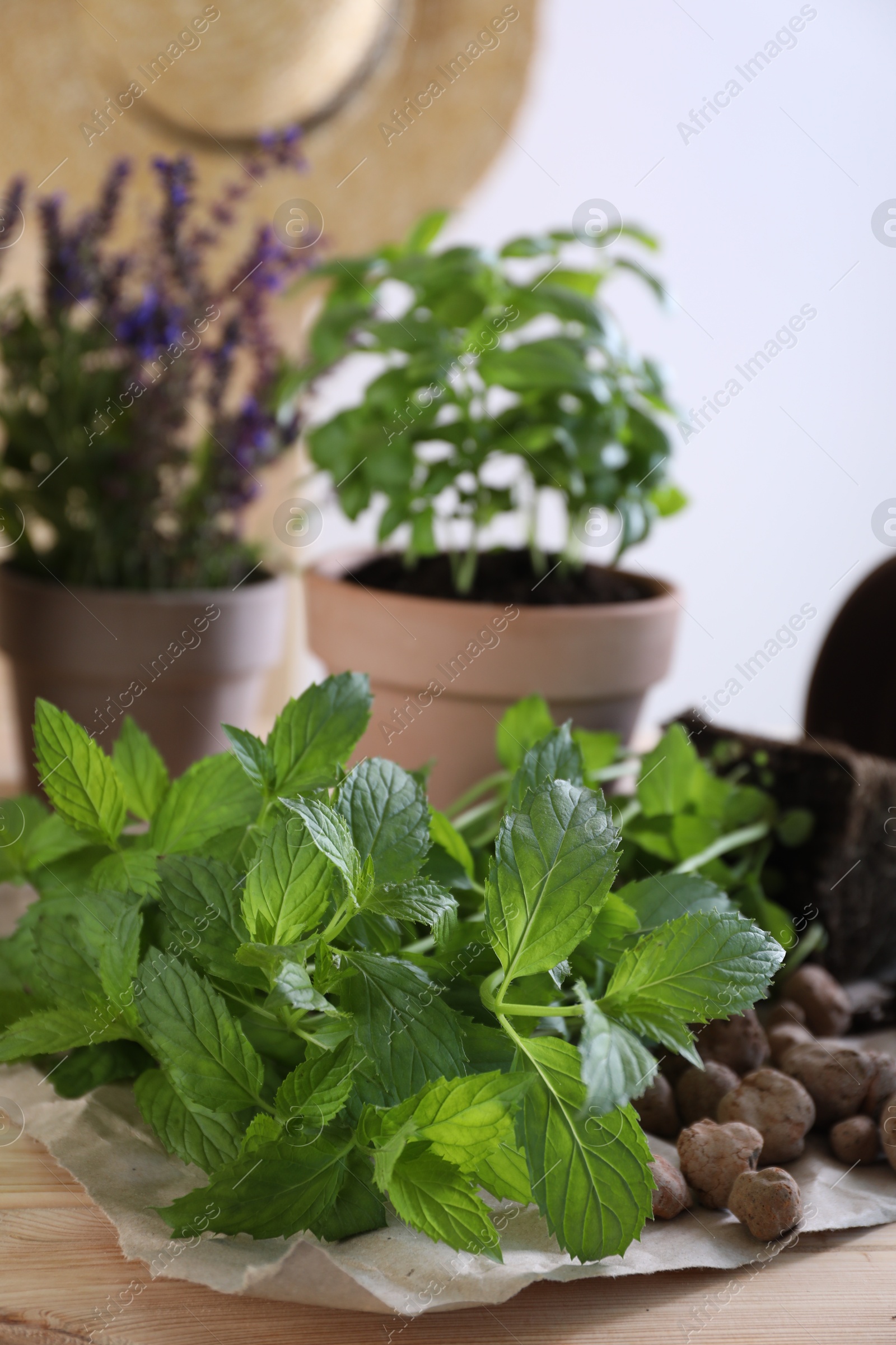 Photo of Transplanting herb. Mint in soil on wooden table, closeup