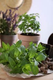 Transplanting herb. Mint in soil on wooden table, closeup