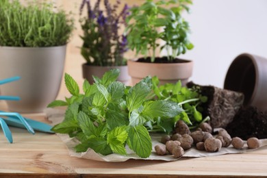 Photo of Transplanting herb. Mint in soil and potted plants on wooden table, closeup