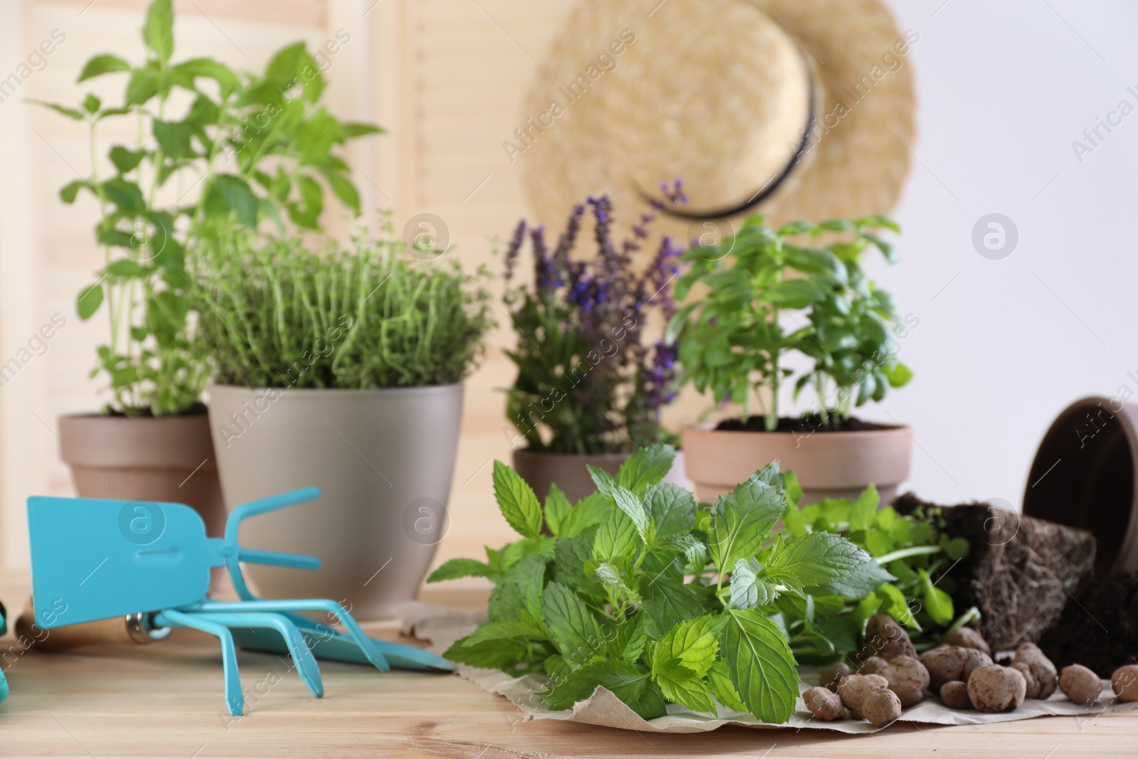 Photo of Transplanting herb. Mint in soil, gardening tools and potted plants on wooden table