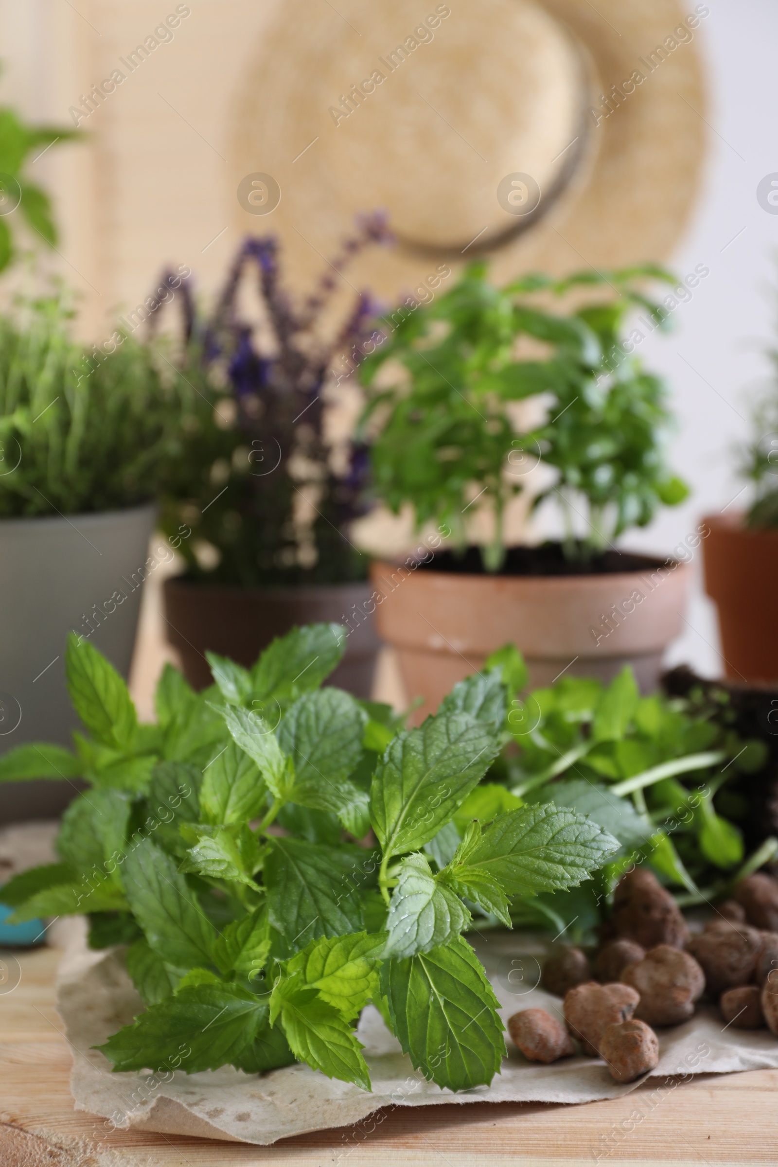 Photo of Transplanting herb. Mint in soil and potted plants on wooden table, closeup