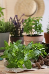 Photo of Transplanting herb. Mint in soil and potted plants on wooden table, closeup