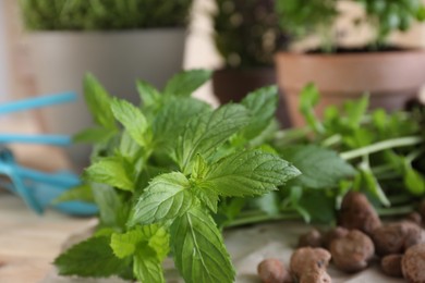 Photo of Transplanting herb. Mint plant on table, closeup