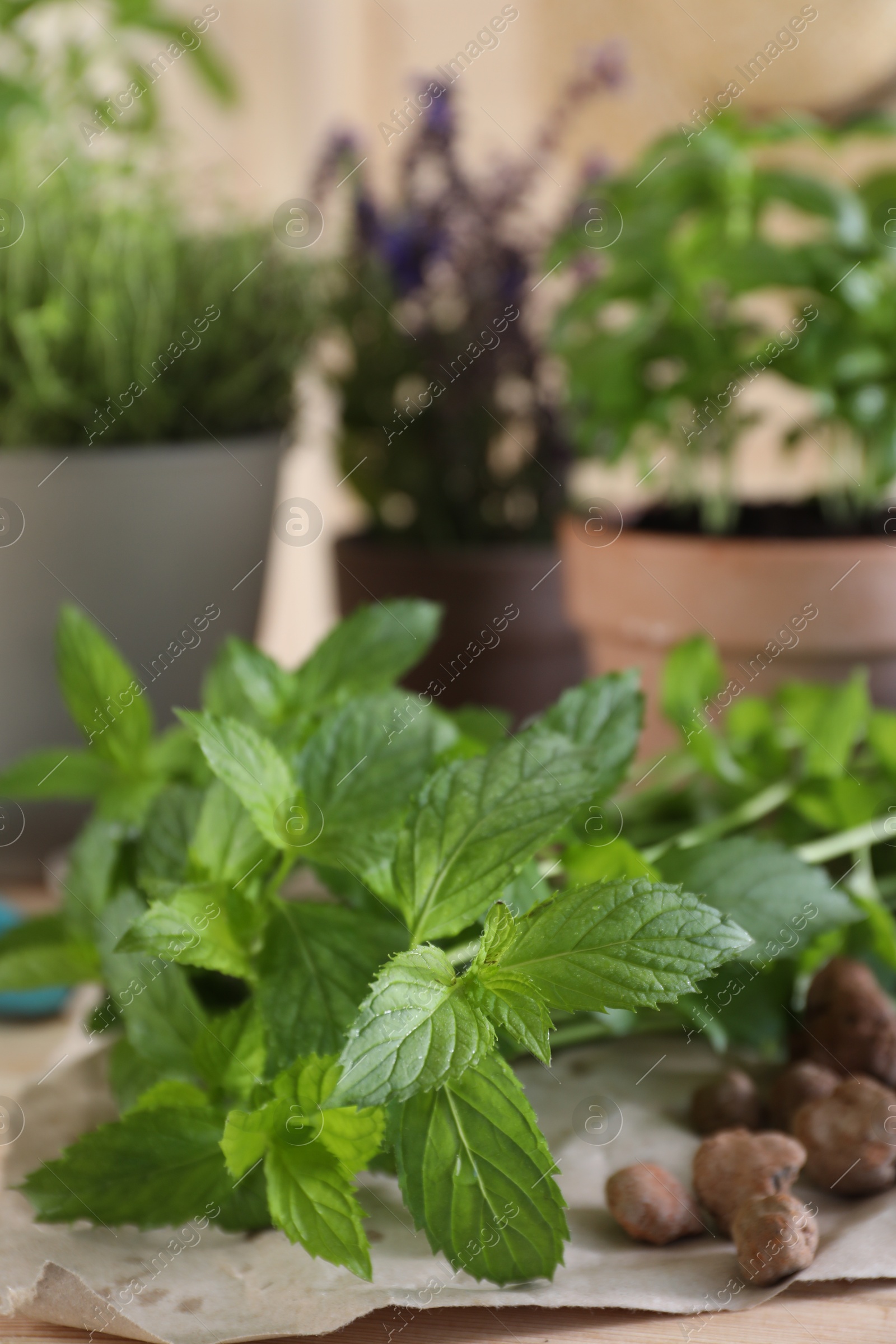 Photo of Transplanting herb. Mint plant on table, closeup