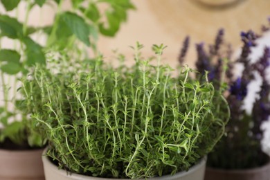 Photo of Thyme in pot and other herbs on blurred background, closeup