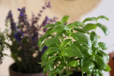 Photo of Basil and other potted herbs on blurred background, closeup