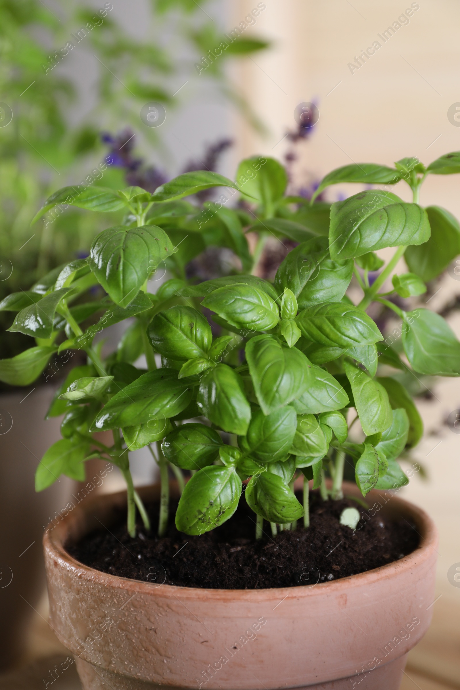 Photo of Potted herb. Basil on blurred background, closeup