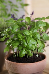 Potted herb. Basil on blurred background, closeup