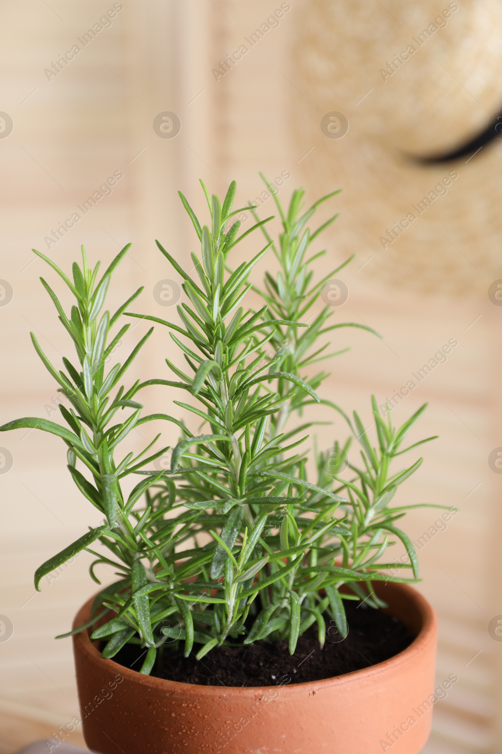 Photo of Potted herb. Rosemary on blurred background, closeup