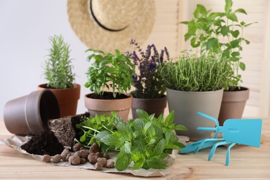 Photo of Transplanting herb. Mint in soil, gardening tools and potted plants on wooden table