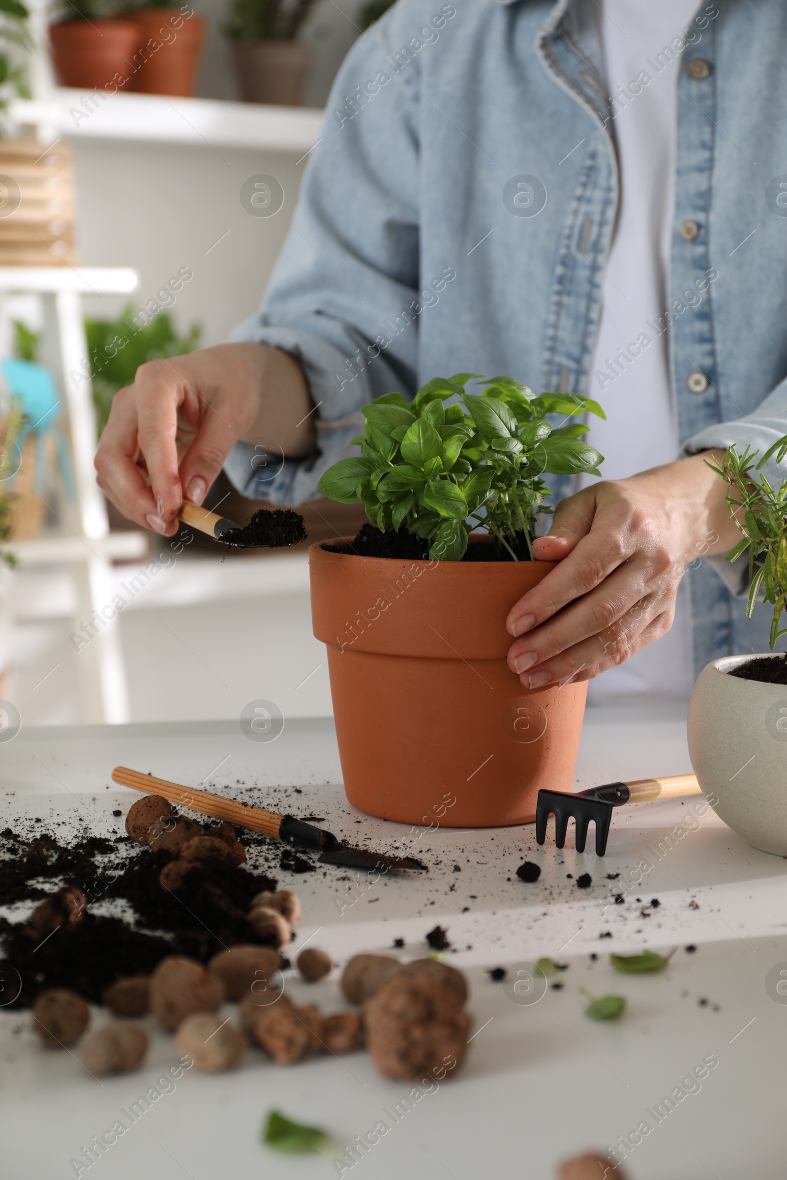 Photo of Woman transplanting herb into pot at white table, closeup