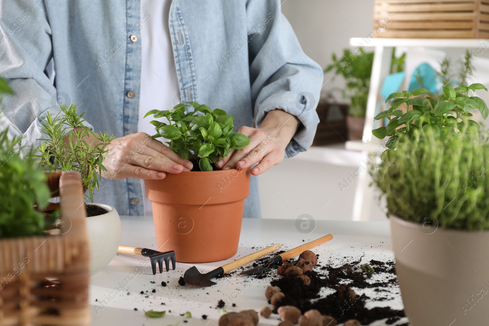 Photo of Woman transplanting herb into pot at white table, closeup