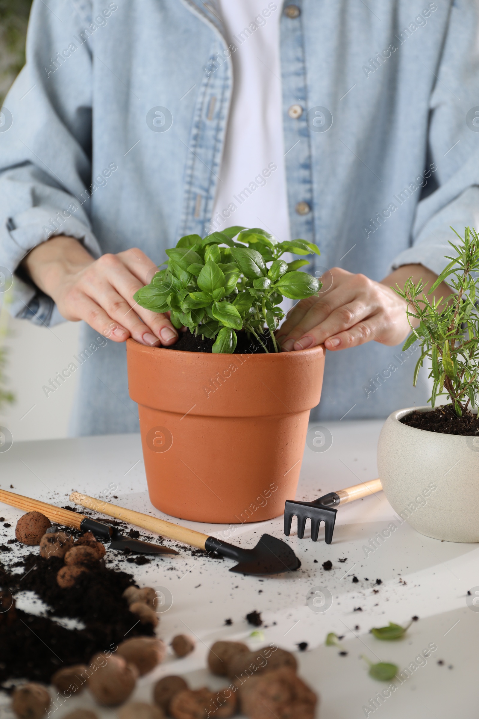 Photo of Woman transplanting herb into pot at white table, closeup