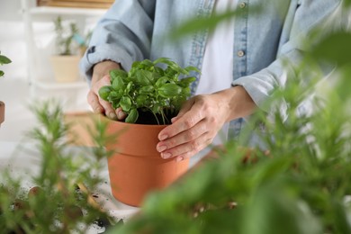 Woman transplanting herb into pot at table, closeup