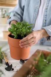 Woman transplanting herb into pot at table, closeup