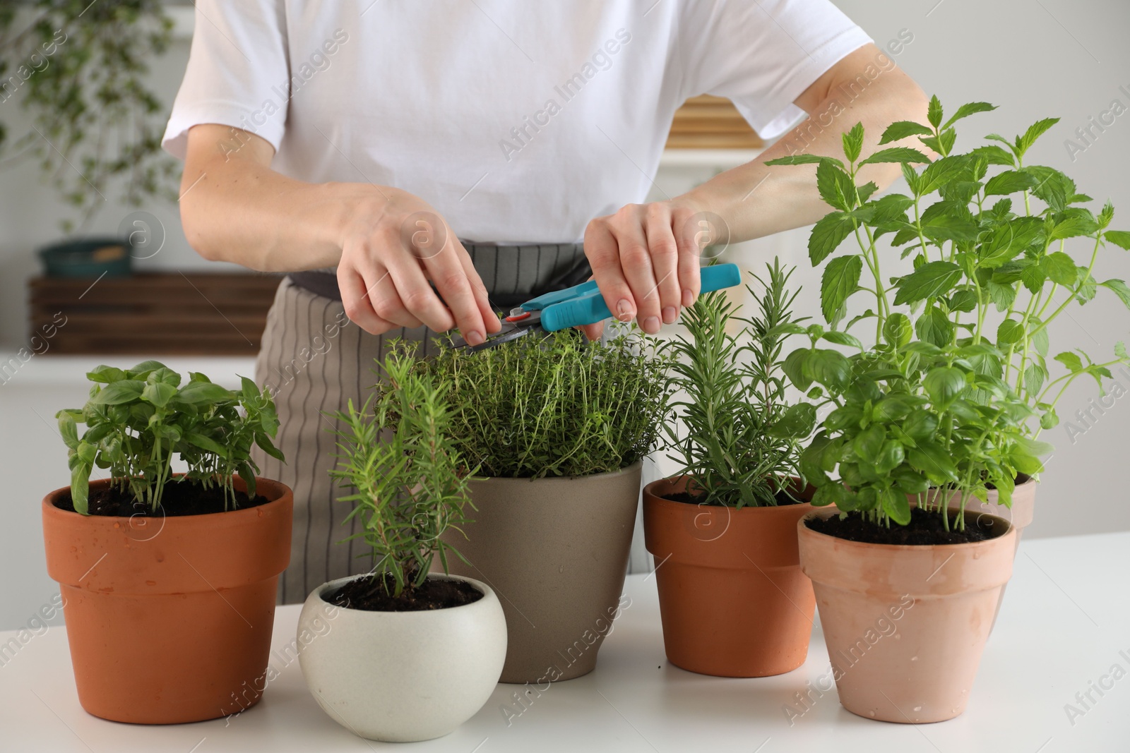 Photo of Woman pruning potted herbs with secateurs at white table, closeup