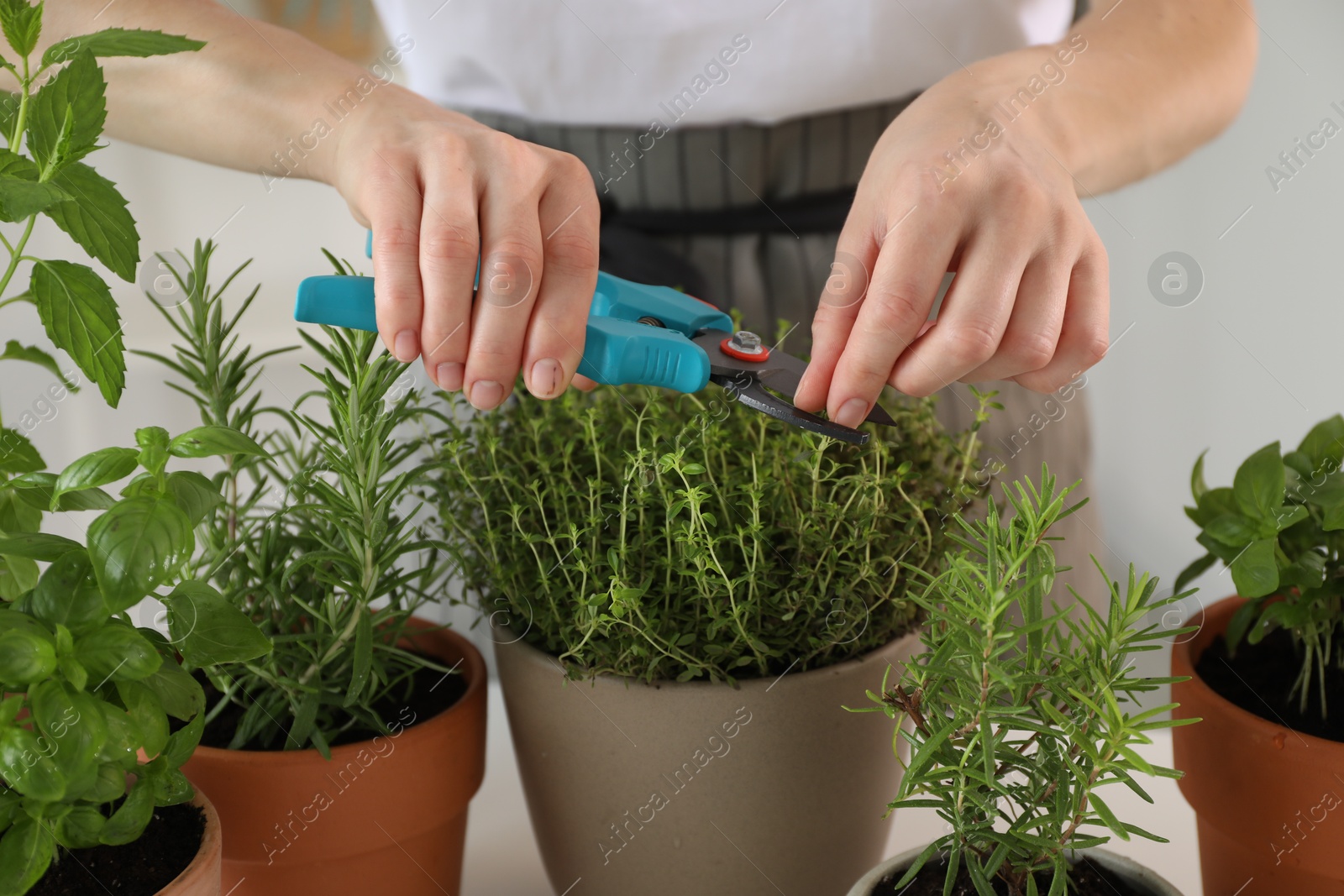 Photo of Woman pruning potted herbs with secateurs at table, closeup