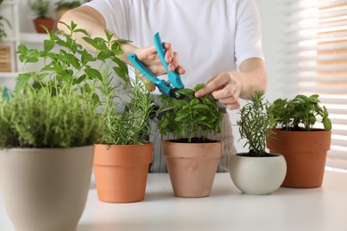 Woman pruning potted herbs with secateurs at white table, closeup