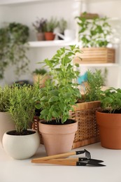 Potted herbs and gardening tools on white table