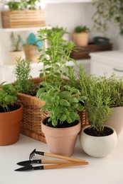 Photo of Potted herbs and gardening tools on white table