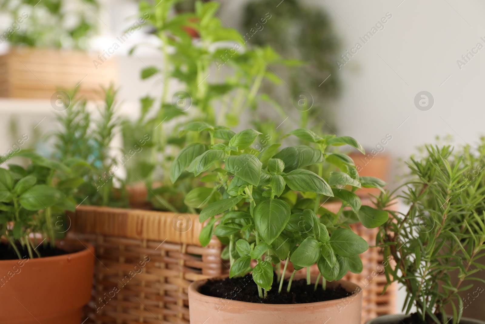 Photo of Different potted herbs on blurred background, closeup