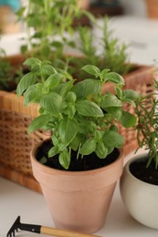 Potted herb. Basil on white table, closeup