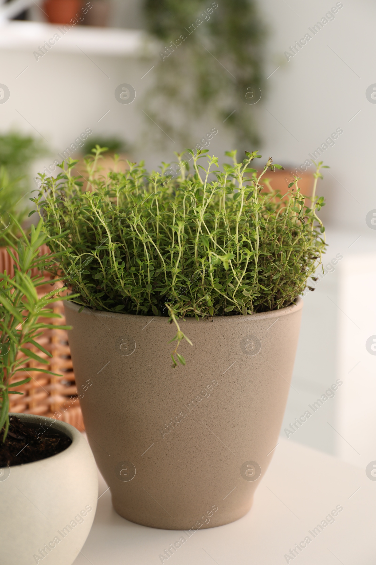 Photo of Potted herb. Thyme on white table, closeup