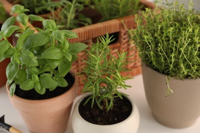 Different potted herbs on white table, closeup