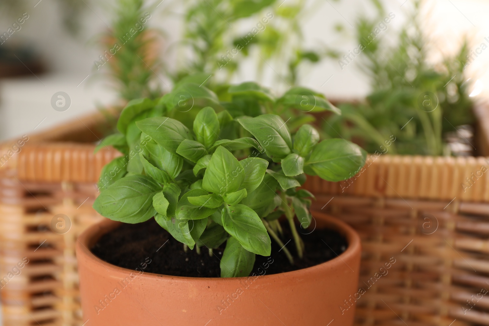 Photo of Potted herb. Basil on blurred background, closeup