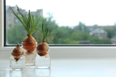 Sprouted onions in glasses with water on window sill. Space for text