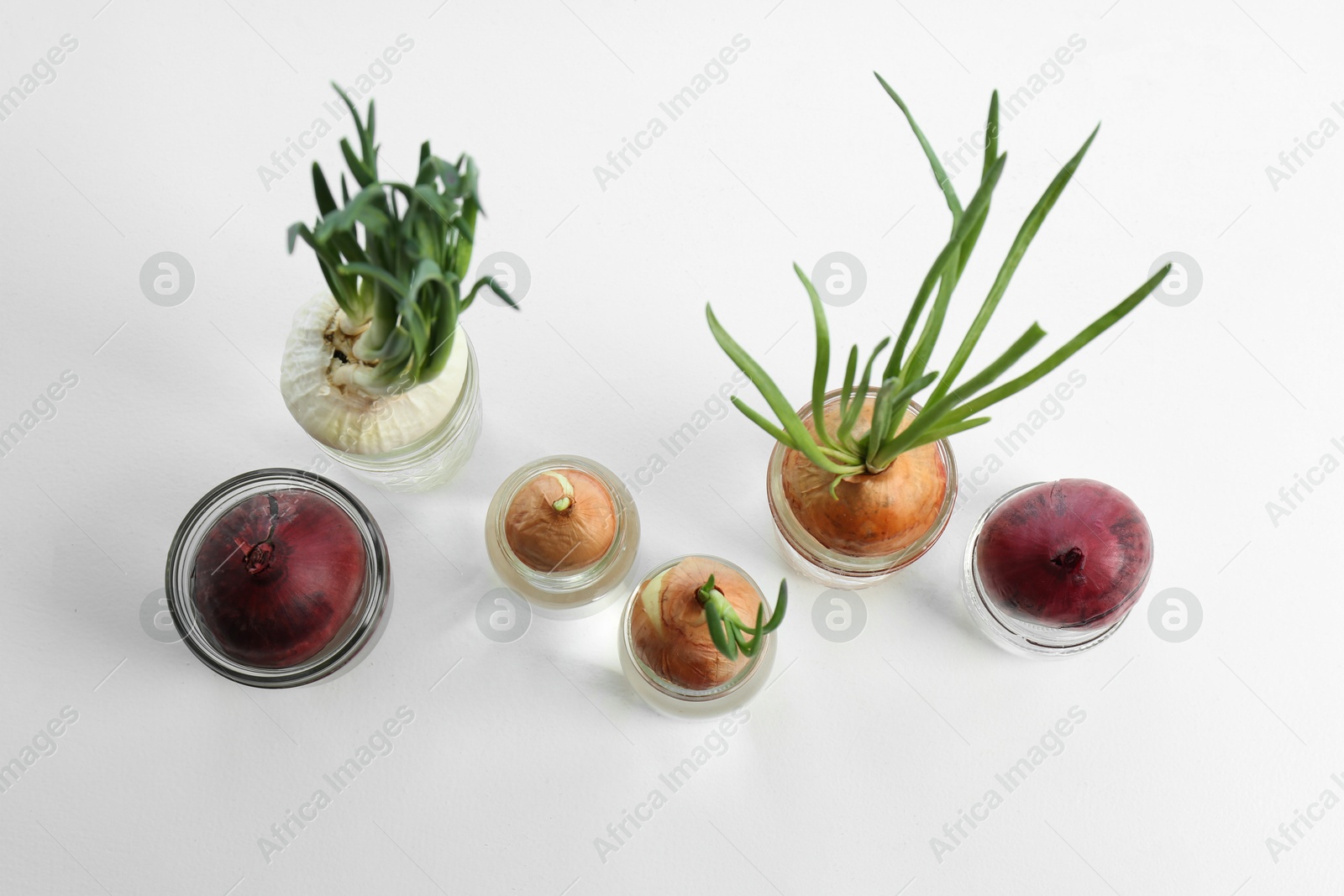 Photo of Many sprouted onions in glasses on white background, flat lay