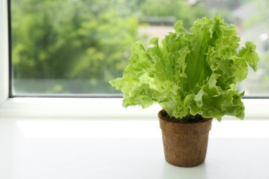 Photo of Lettuce growing in peat pot on window sill. Space for text