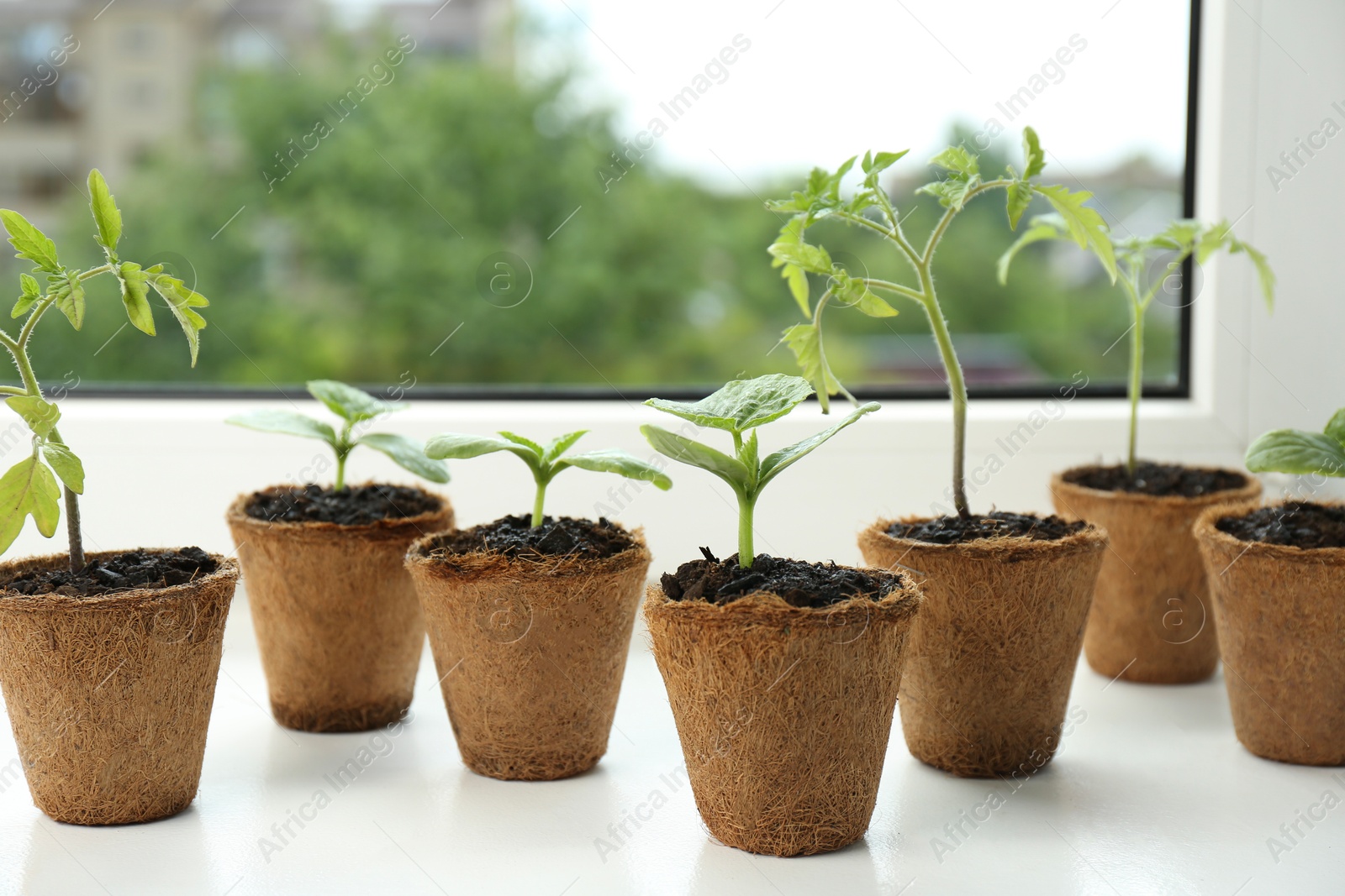 Photo of Many different tomato seedlings growing in pots on window sill, closeup