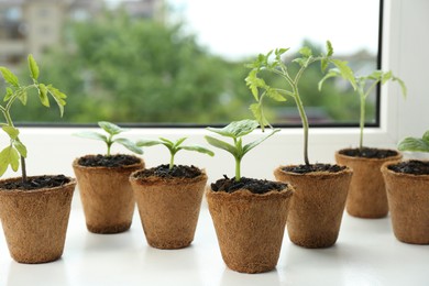 Many different tomato seedlings growing in pots on window sill, closeup