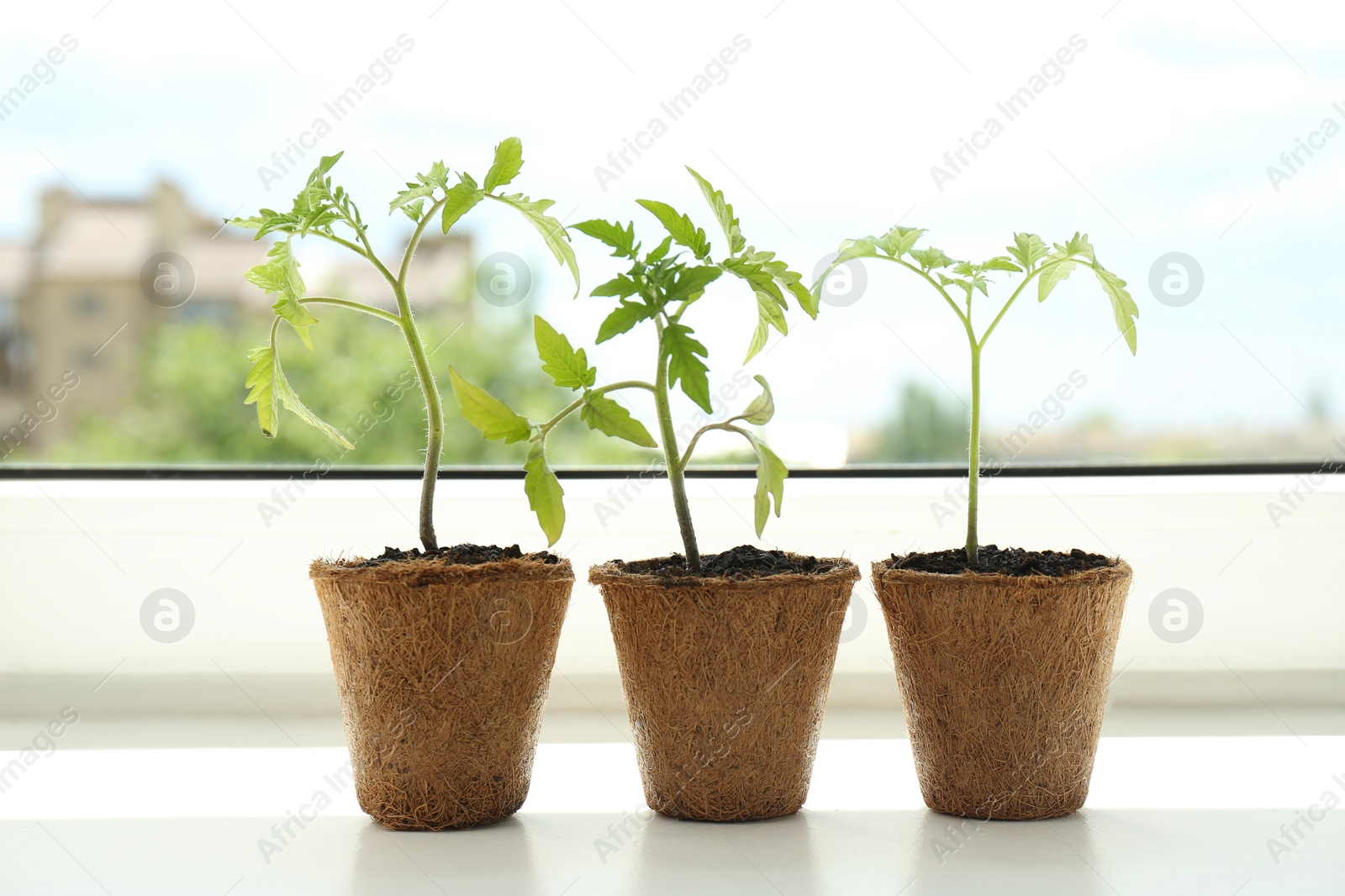 Photo of Different tomato seedlings growing in pots on window sill, closeup