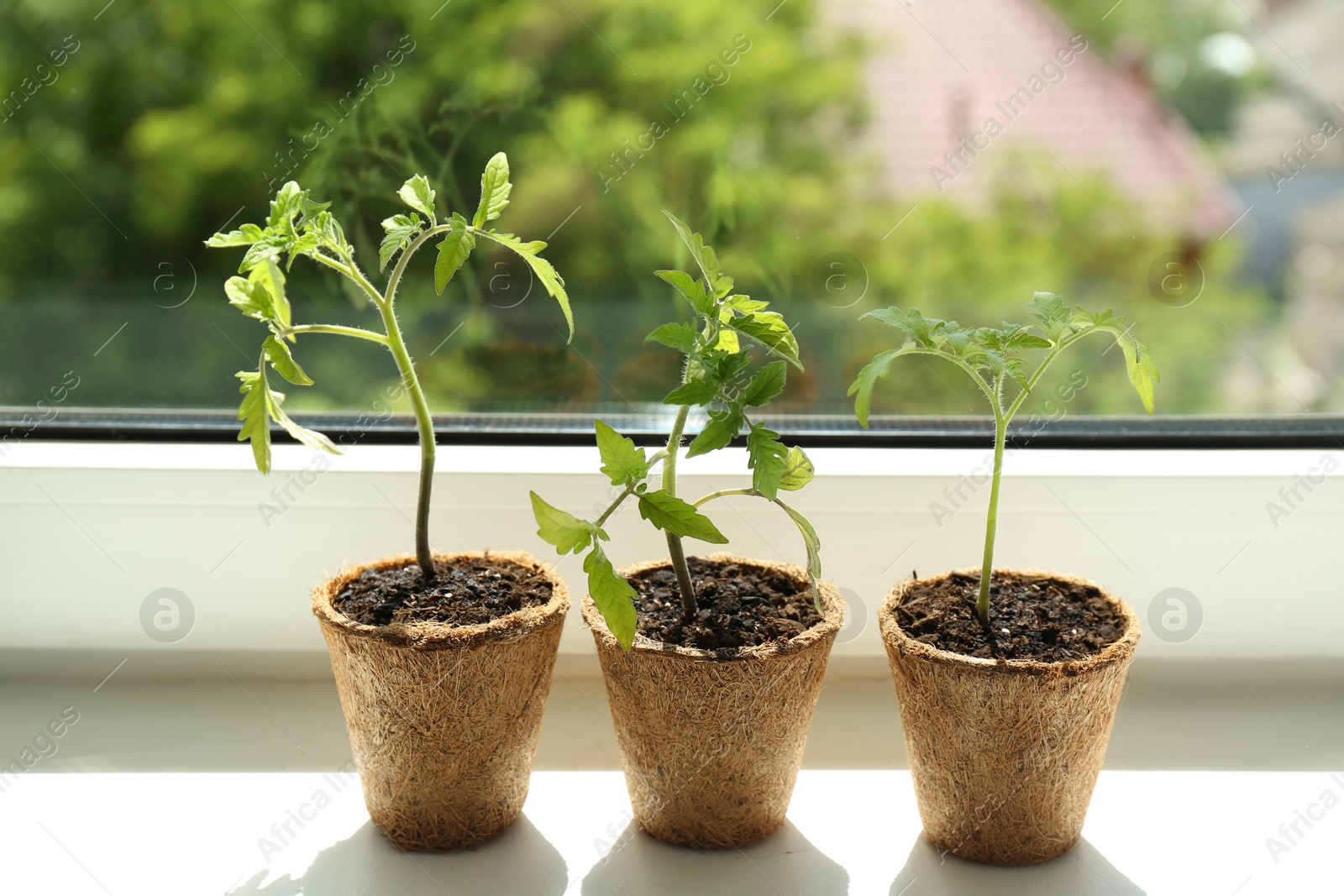 Photo of Different tomato seedlings growing in pots on window sill, closeup