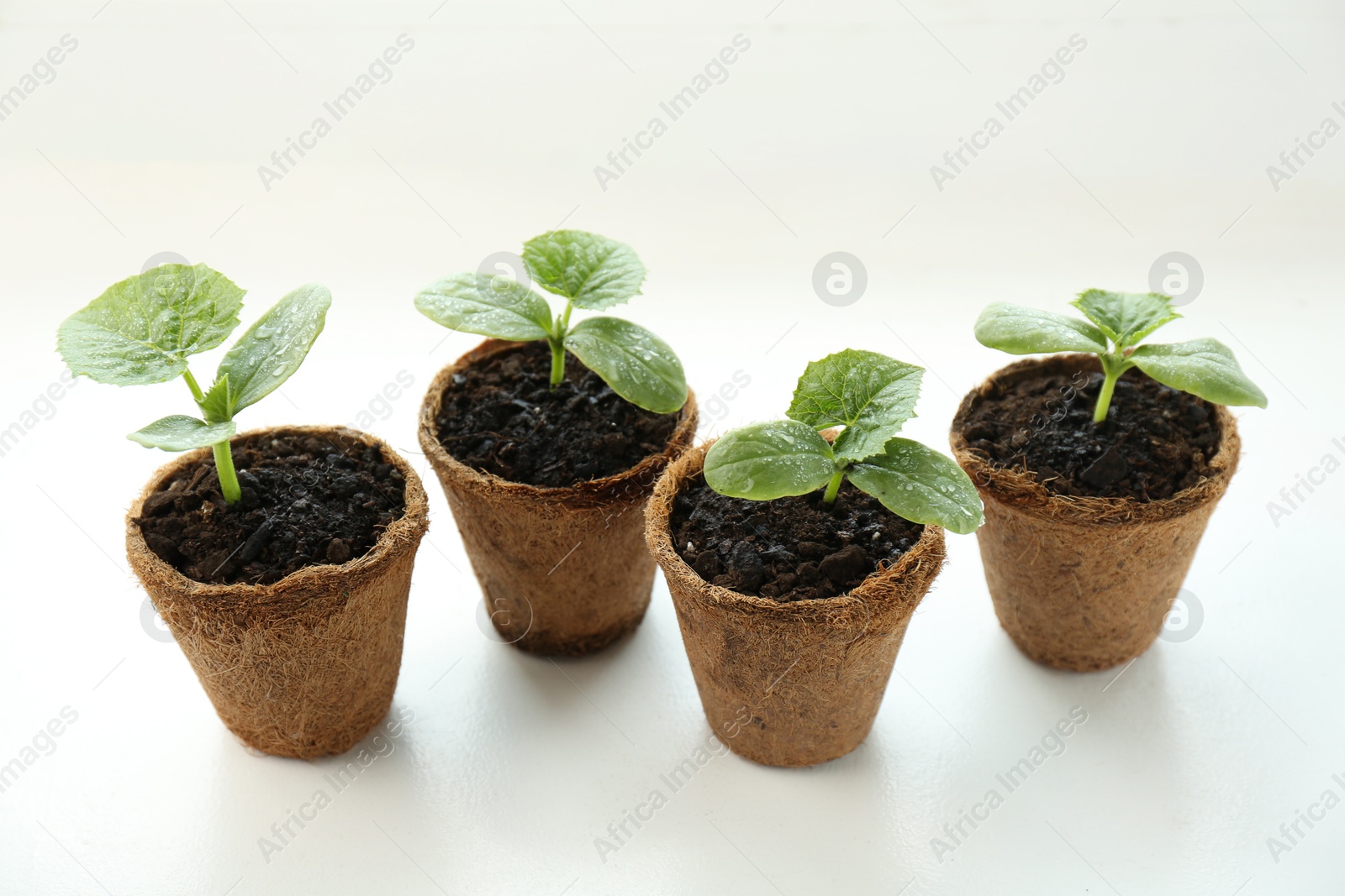 Photo of Many cucumber seedlings growing in pots on window sill