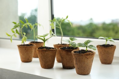 Photo of Many cucumber and tomato seedlings growing in pots on window sill, closeup