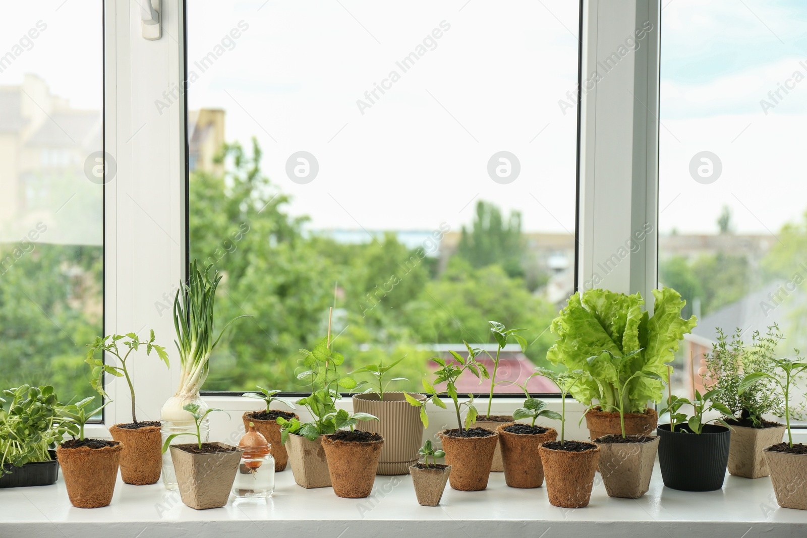 Photo of Many different seedlings growing in pots on window sill. Space for text