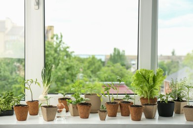 Photo of Many different seedlings growing in pots on window sill. Space for text