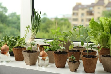 Many different seedlings growing in pots on window sill